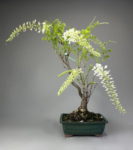 Japanischer Blauregen, Wisteria floribunda, Blühender Outdoor - Bonsai, Freilandbonsai, Geschenkidee