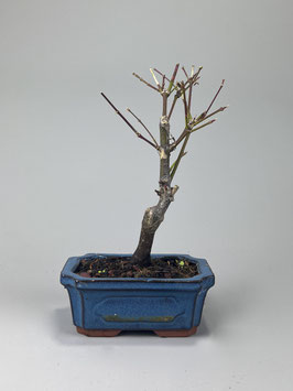 Roter Fächerahorn, Acer palmatum 'Atropurpureum', Ahorn, Bonsai Solitär, Geschenkidee, Freilandbonsai