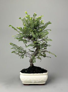 Zwerg Ulme, Ulmus parvifolia 'Seiju', Outdoor - Bonsai, Freilandbonsai