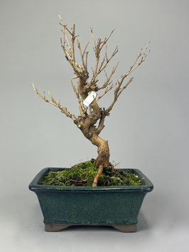 Maulbeerbaum, Morus, Bonsai, Outdoor - Bonsai, Freilandbonsai