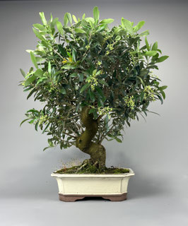 Ölbaum / Olivenbaum / Olea europaea, mediterraner Bonsai, Geschenkidee
