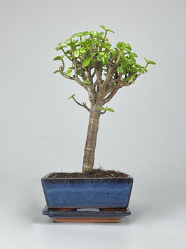 Jadebaum, Portulacaria afra, Zimmerbonsai / Indoorbonsai, sehr robuster Bonsai, Geschenkidee