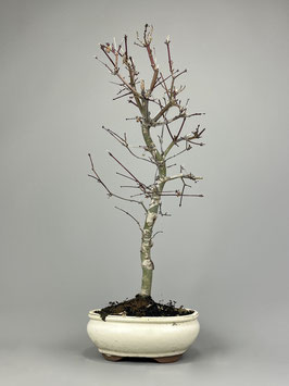 Fächerahorn, Acer palmatum deshojo, Ahorn, Bonsai Solitär, Geschenkidee, Freilandbonsai
