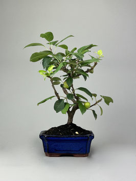 Zierapfel, Malus, Outdoor - Bonsai, Freilandbonsai, Outdoor - Bonsai