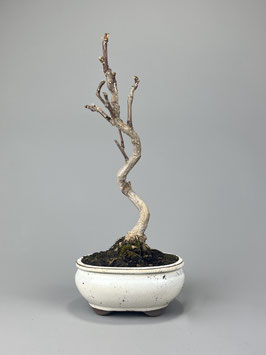 Fächerblattbaum, Ginkgo biloba, Freilandbonsai, Geschenkidee