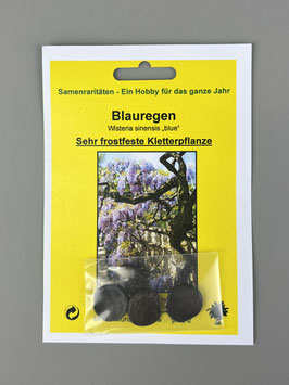 Blauregen, Wisteria sinensis "blue", Geschenkidee, Seltene Samen, Besonderheit, Rarität