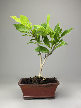 Magnolie, Magnolia, Blühender Outdoor - Bonsai, Freilandbonsai, Geschenkidee