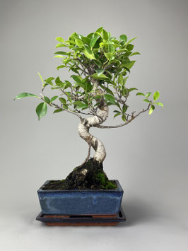 Chin. Feigenbaum / Ficus microcarpa ( retusa ), Zimmerbonsai / Indoorbonsai, Solitär