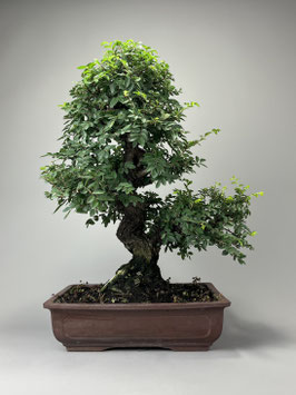 Zwerg Ulme, Ulmus parvifolia, Outdoor - Bonsai, Freilandbonsai, Solitär