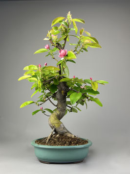 Holzquitte, Pseudocydonia sinensis, Gartenbonsai, Freilandbonsai, Geschenkidee