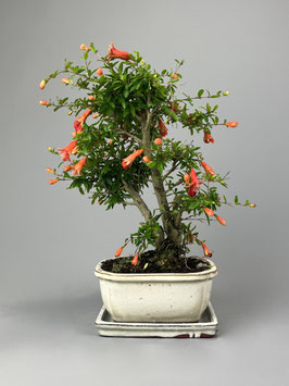 Granatapfel, Punica granatum, Blühender Bonsai, Geschenk - Idee, mediterraner Bonsai