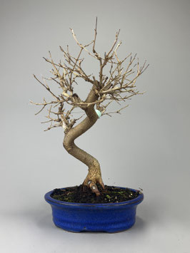 Maulbeerbaum, Morus, Bonsai, Outdoor - Bonsai, Freilandbonsai