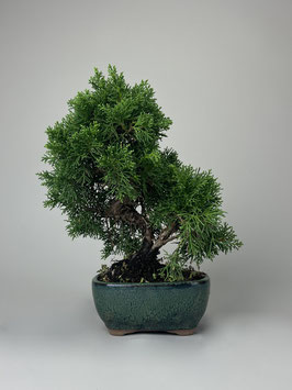 Chin. Wacholder, Juniperus chinensis kyushu, Bonsai - Solitär, Outdoorbonsai