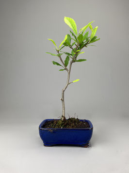 Magnolie, Magnolia, Blühender Outdoor - Bonsai, Freilandbonsai, Geschenkidee