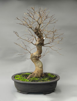 Dreispitzahorn, Acer buergerianum, Outdoor - Bonsai, Freilandbonsai
