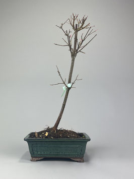 Dreispitzahorn, Acer buergerianum, Outdoor - Bonsai, Freilandbonsai