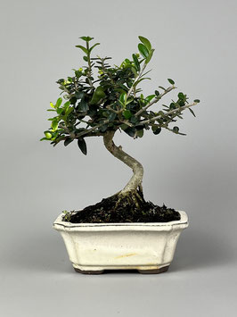 Wilder Olivenbaum, Olea europaea sylvestris, mediterraner Bonsai, Geschenkidee