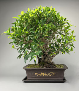 Chin. Feigenbaum / Ficus microcarpa ( retusa ), Zimmerbonsai / Indoorbonsai, Solitär