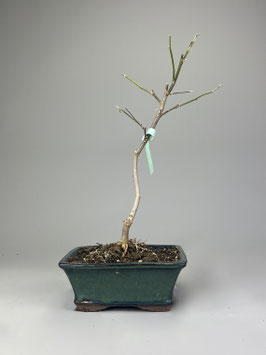 Magnolie, Magnolia, Blühender Outdoor - Bonsai, Freilandbonsai, Geschenkidee