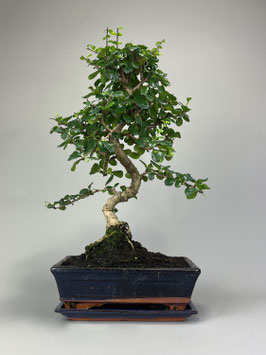Fukientee, Carmona microphylla, Zimmerbonsai / Indoorbonsai, Pflegeleicht, Bonsai Geschenkidee