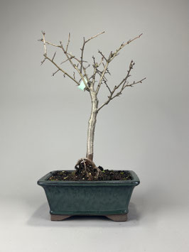 Echter Rotdorn 'Paul's Scarlet', Crataegus laevigata 'Paul's Scarlet', Blühender Outdoor - Bonsai, Freilandbonsai, Geschenkidee