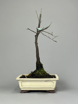 Schlehdorn, Schlehe, Prunus spinosa, Blühender Outdoor - Bonsai, Freilandbonsai, Geschenkidee