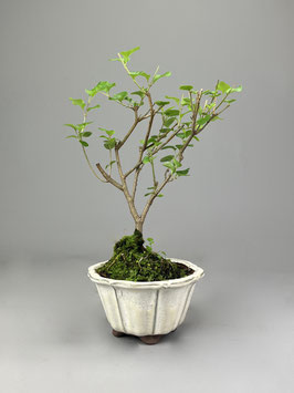 Zwerg-Duftflieder, Syringa meyeri, Blühender Outdoor - Bonsai, Freilandbonsai, Geschenkidee