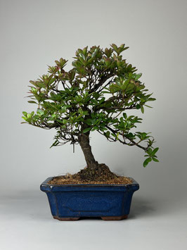 Satsuki - Azalee, Rhododendron indicum, Freilandbonsai, Gartenbonsai, Geschenkidee
