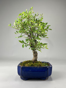 Zwerg Ulme, Ulmus parvifolia `nire keyaki`, Outdoor - Bonsai, Freilandbonsai, Solitär