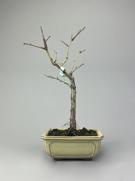 Echter Rotdorn 'Paul's Scarlet', Crataegus laevigata 'Paul's Scarlet', Blühender Outdoor - Bonsai, Freilandbonsai, Geschenkidee