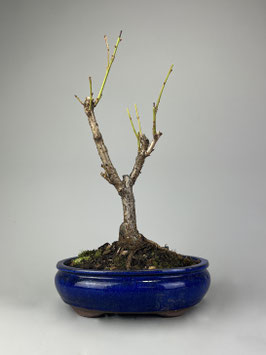 Japanische Blütenkirsche 'Kanzan', Prunus serrulata 'Kanzan', Blühender Outdoor - Bonsai, Freilandbonsai, Geschenkidee