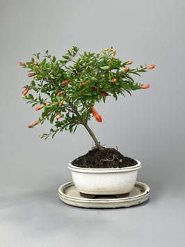 Granatapfel, Punica granatum, Blühender Bonsai, Geschenk - Idee, mediterraner Bonsai