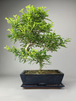 Szechuanpfeffer, Zanthoxylum piperitum, Bonsai, Zimmerbonsai / Indoorbonsai, Pflegeleicht