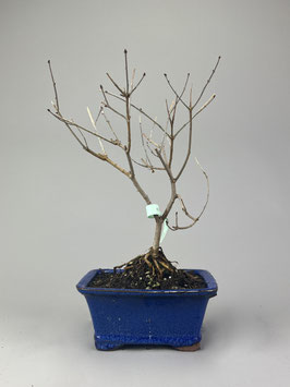 Zwerg-Duftflieder, Syringa meyeri, Blühender Outdoor - Bonsai, Freilandbonsai, Geschenkidee