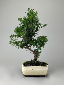 Japanische Eibe, Taxus cuspidata, Outdoor - Bonsai, Freilandbonsai