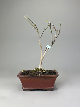 Magnolie, Magnolia, Blühender Outdoor - Bonsai, Freilandbonsai, Geschenkidee