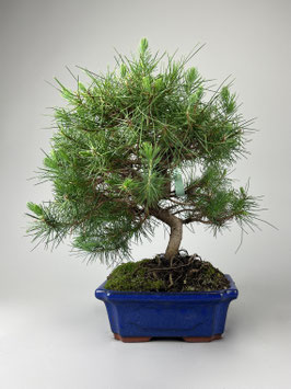 Aleppo Kiefer, Pinus halepensis, mediterraner Bonsai, Geschenkidee