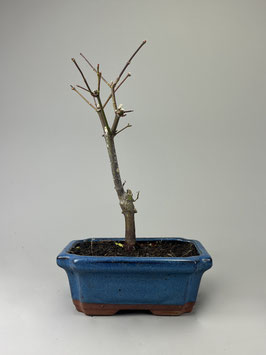 Roter Fächerahorn, Acer palmatum 'Atropurpureum', Ahorn, Bonsai Solitär, Geschenkidee, Freilandbonsai