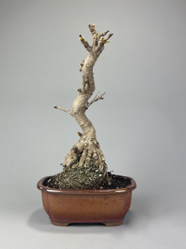 Fächerblattbaum, Ginkgo biloba, Freilandbonsai, Geschenkidee