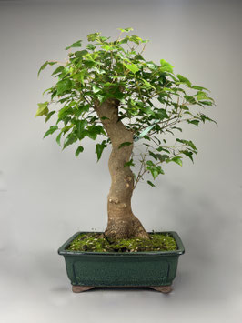 Dreispitzahorn, Acer buergerianum, Outdoor - Bonsai, Freilandbonsai