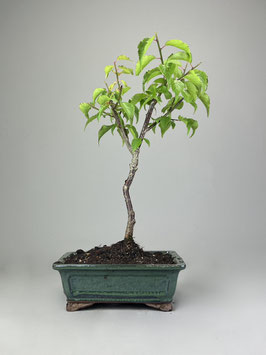 Japanische Aprikose, Prunus mume, Blühender Outdoor - Bonsai, Freilandbonsai, Geschenkidee