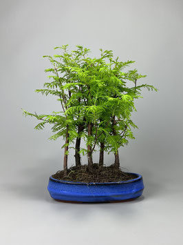 Urweltmammutbaum, Metasequoia glyptostroboides, Bonsai, Freilandbonsai, Geschenkidee