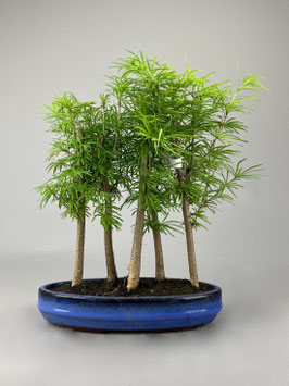 Goldlärche, Pseudolarix, Bonsai, Outdoor - Bonsai, Freilandbonsai, Gartenbonsai, Geschenkidee