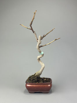 Fächerblattbaum, Ginkgo biloba, Freilandbonsai, Geschenkidee