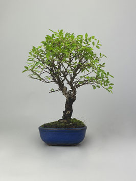 Zwerg Ulme, Ulmus parvifolia `nire keyaki`, Outdoor - Bonsai, Freilandbonsai, Solitär