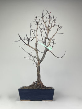 Blutpflaume, Prunus cerasifera, Blühender Outdoor - Bonsai, Freilandbonsai, Geschenkidee