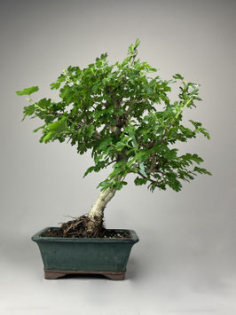 Weiß oder Rotdorn, Crataegus, Blühender Outdoor - Bonsai, Freilandbonsai, Geschenkidee