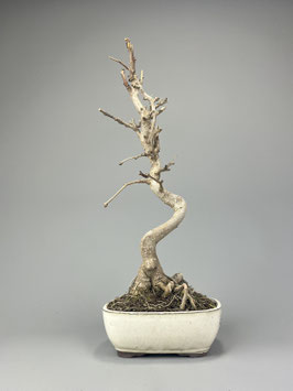 Fächerblattbaum, Ginkgo biloba, Freilandbonsai, Geschenkidee