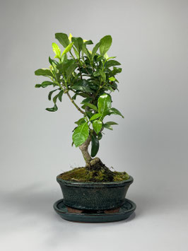 Gardenie, Gardenia jasminoides, mediterraner Bonsai, Geschenkidee
