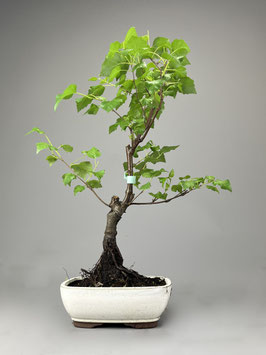 Birke, Betula, Garten Bonsai, Freilandbonsai Geschenkidee